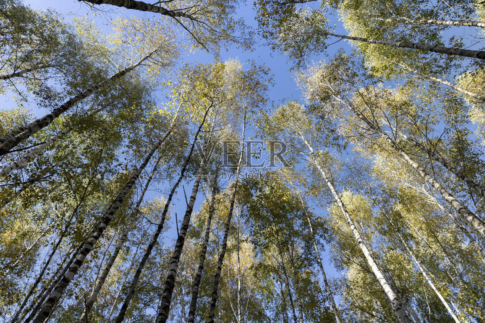 有黄色和绿色叶子的桦树林照片摄影图片