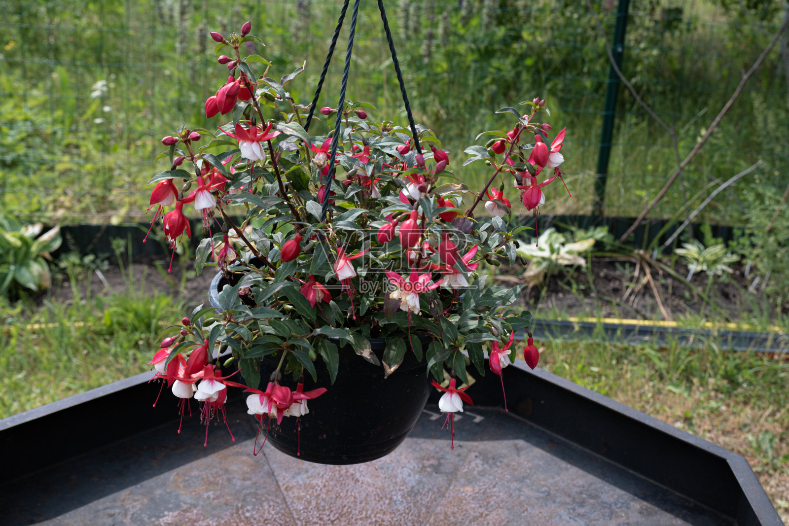 花园里的花盆里种着耐寒的品红。梅红色,lat。紫红色，是塞浦路斯家族的多年生植物属，桔梗科。照片摄影图片