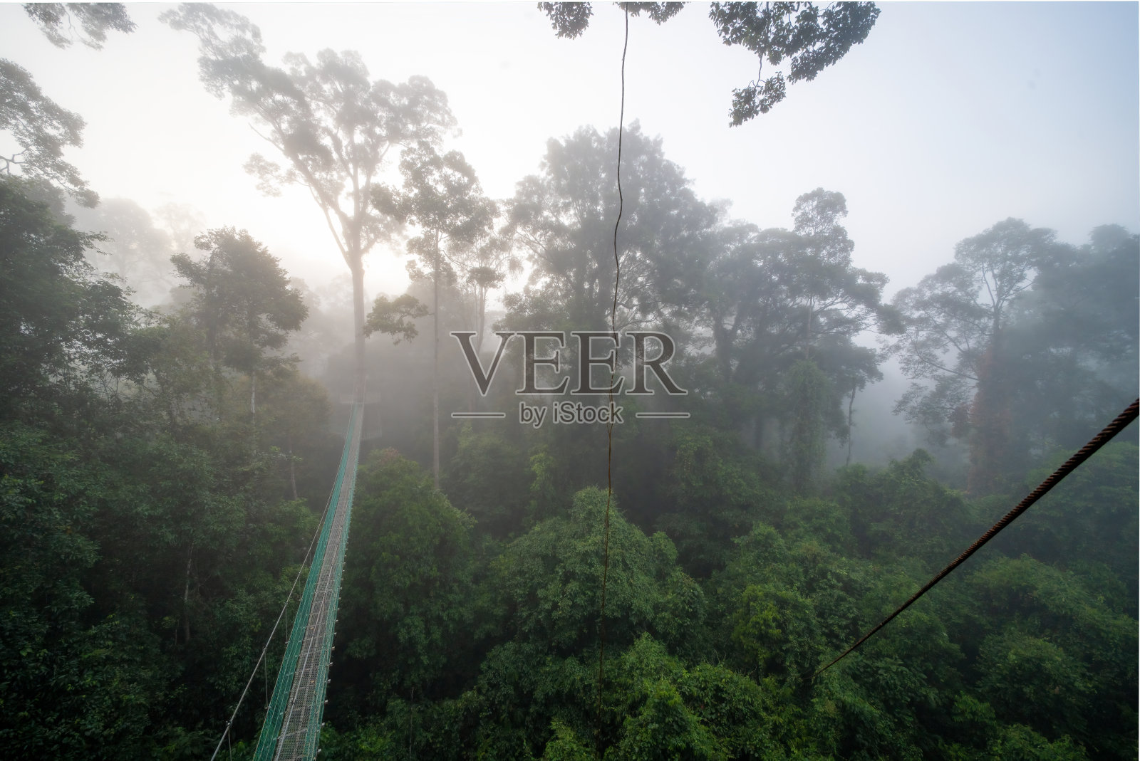 婆罗洲雨林和丛林照片摄影图片