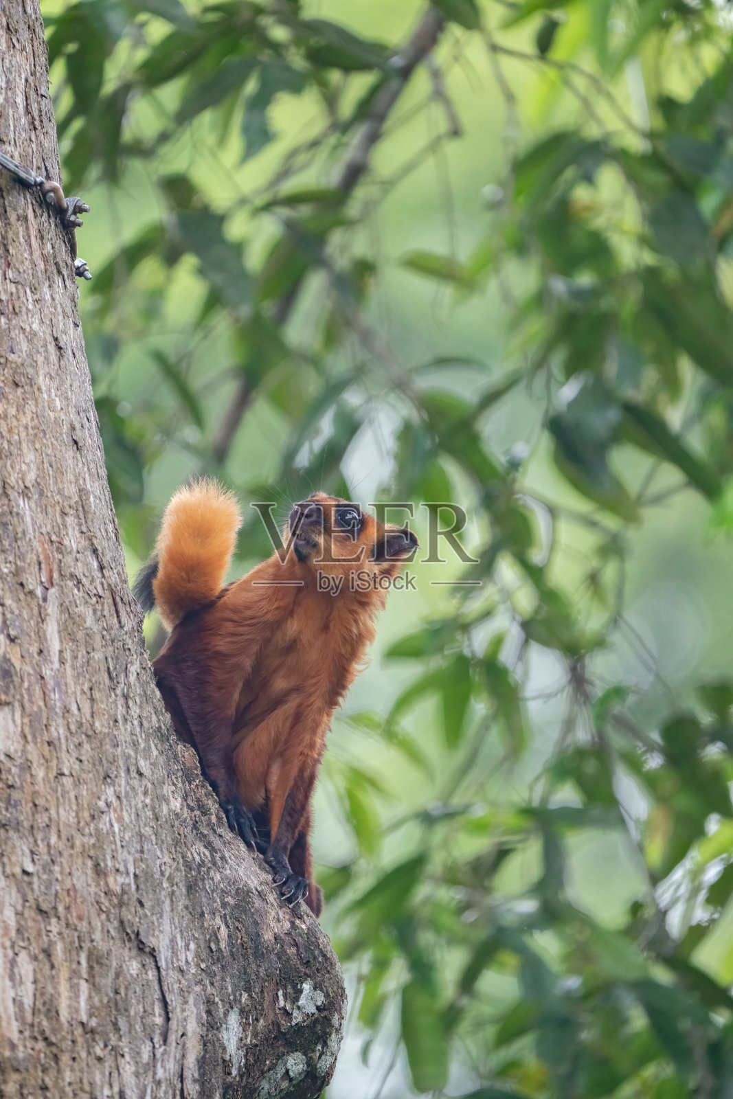 马来西亚的巨型红鼯鼠照片摄影图片