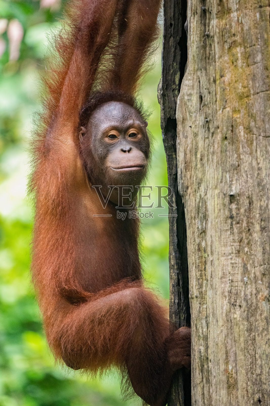 婆罗洲雨林中的猩猩照片摄影图片