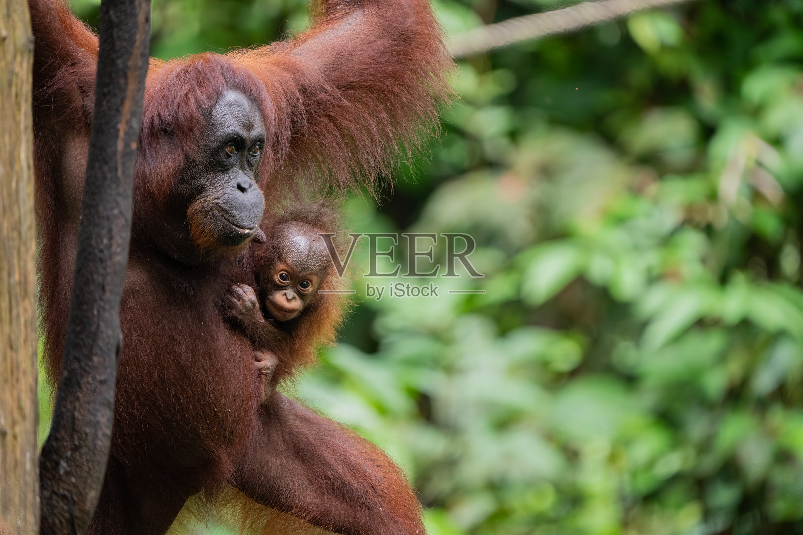 婆罗洲雨林中的猩猩照片摄影图片