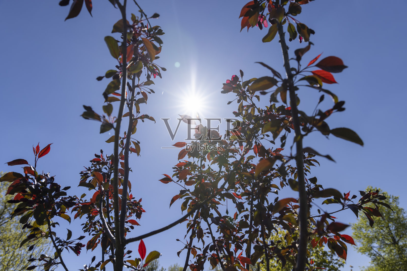 春天李子丛上的红色叶子照片摄影图片