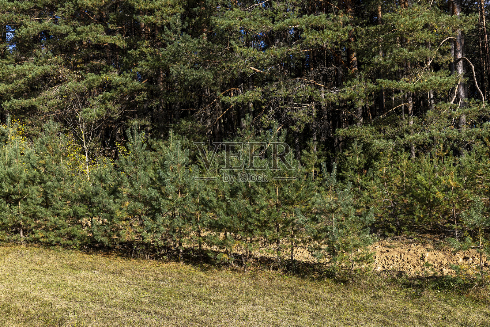 针叶长的针叶松树照片摄影图片