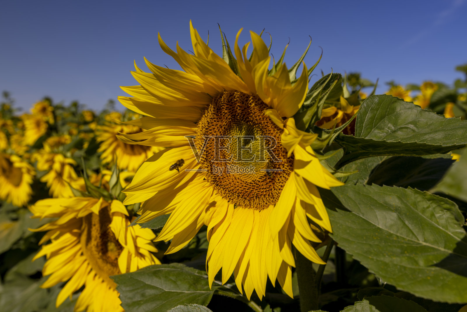夏天盛开着美丽的黄色向日葵照片摄影图片