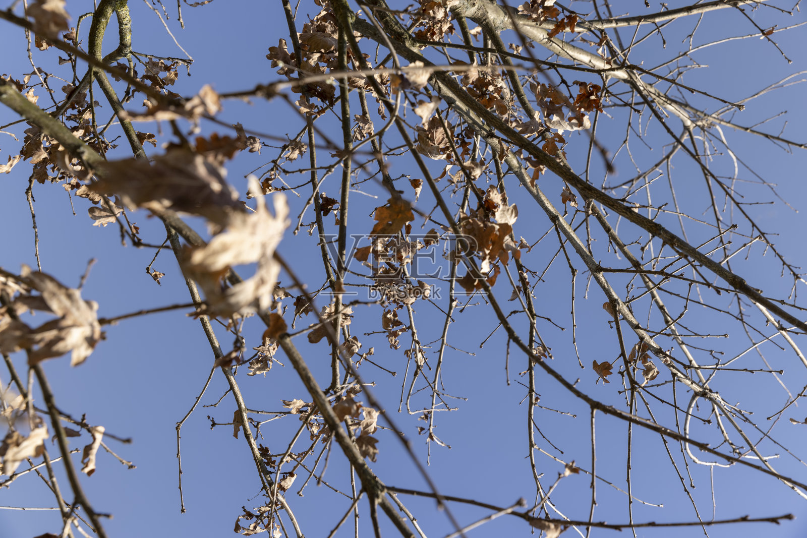 初春时节没有叶子的叶柄栎树照片摄影图片