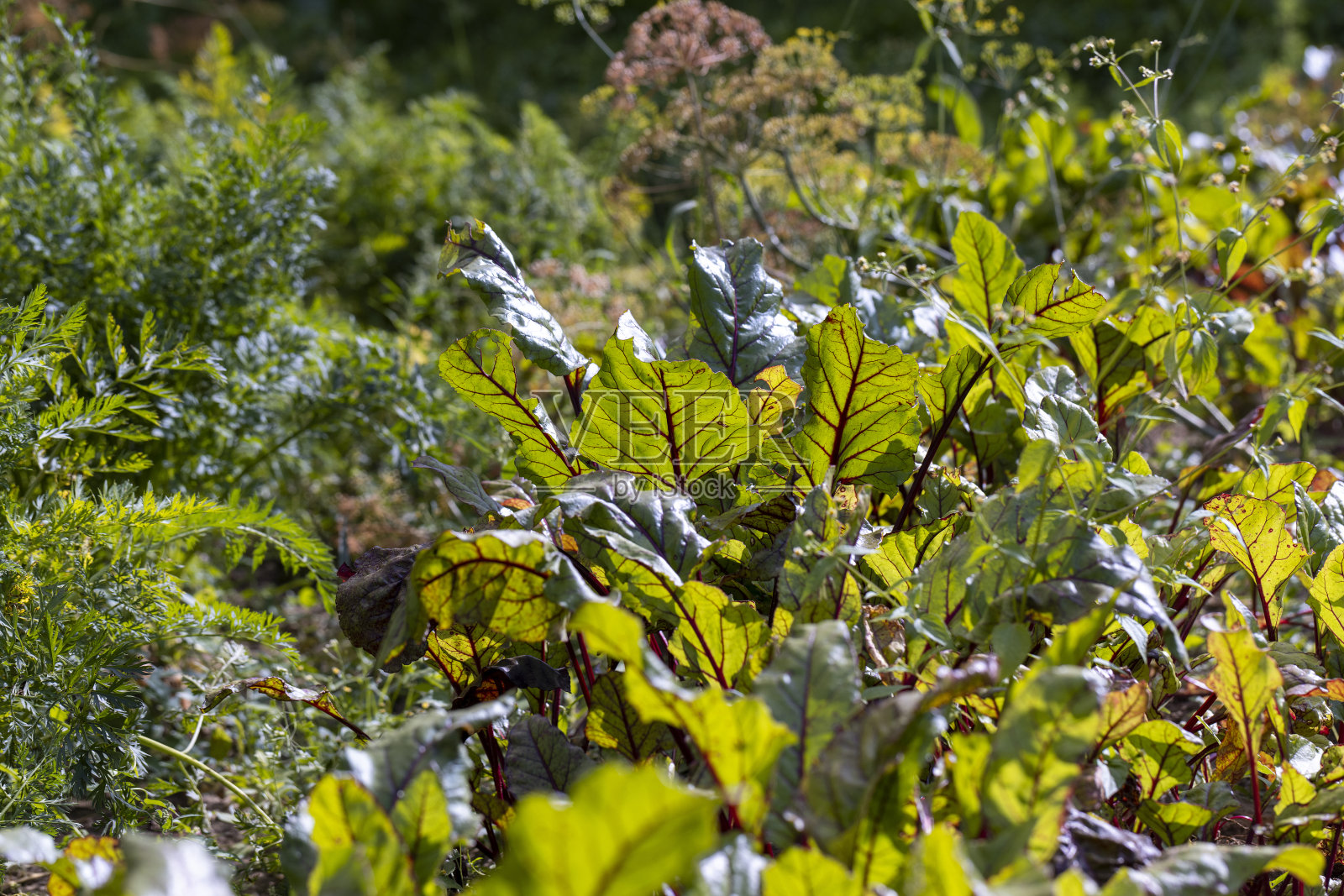 地里的红甜菜照片摄影图片