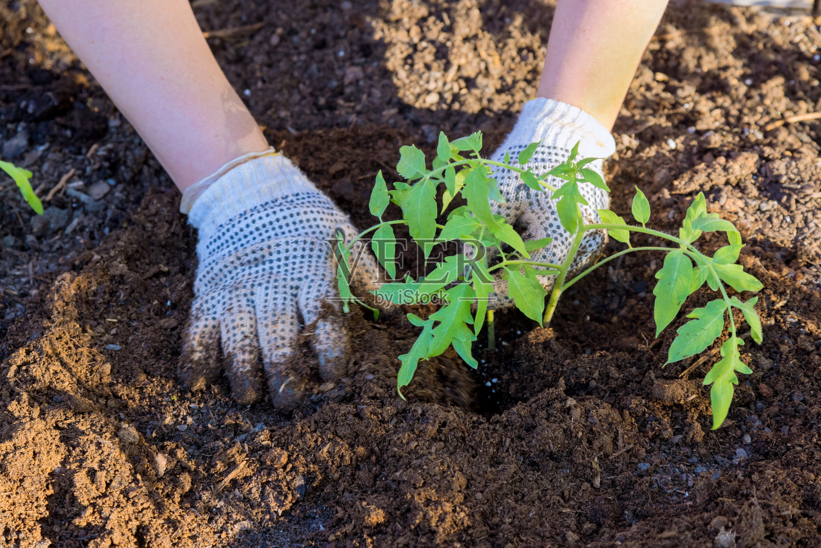 一位农民在一个有机菜园里种了一棵西红柿幼苗照片摄影图片