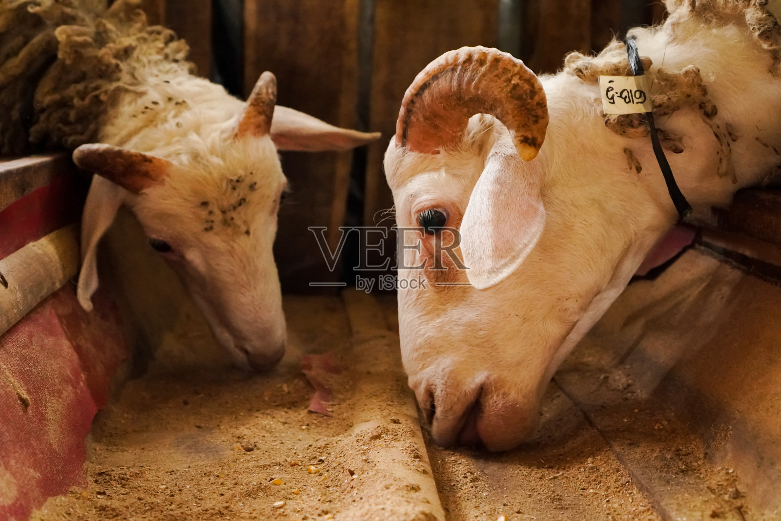 羊照片摄影图片