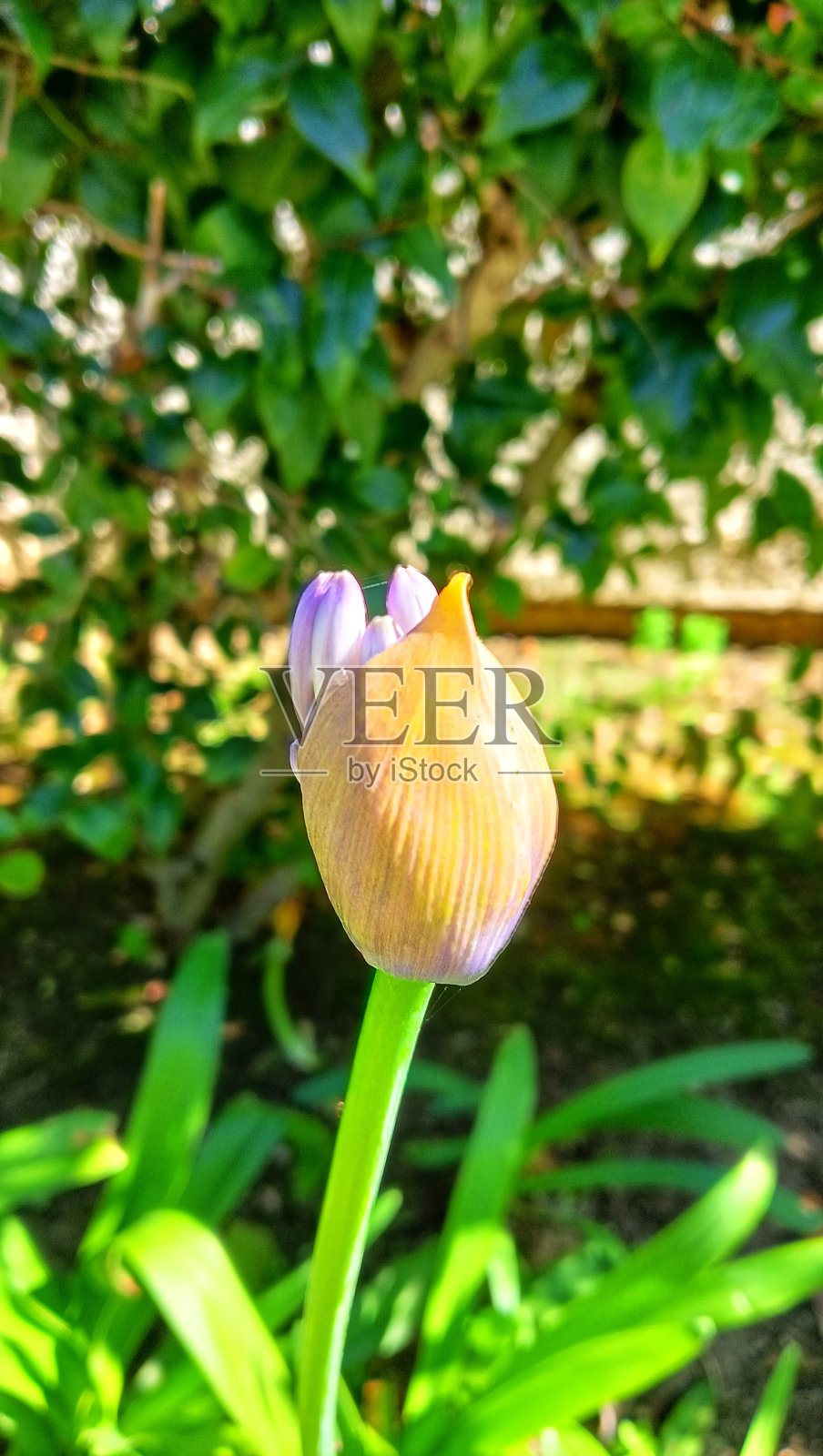 蓝色莉莉照片摄影图片