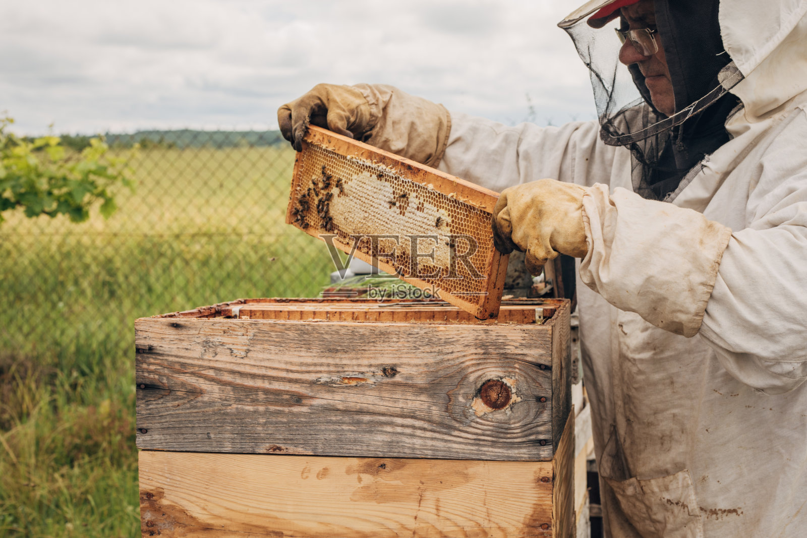 养蜂，蜂蜜生产照片摄影图片