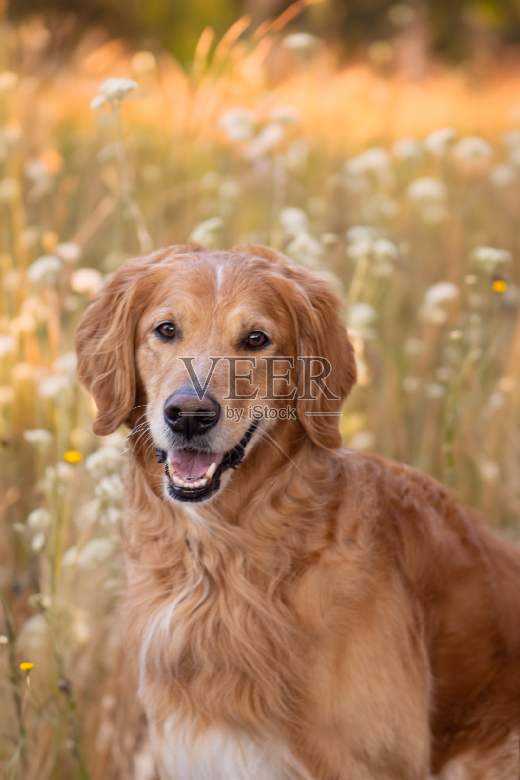 田野里的金毛猎犬照片摄影图片