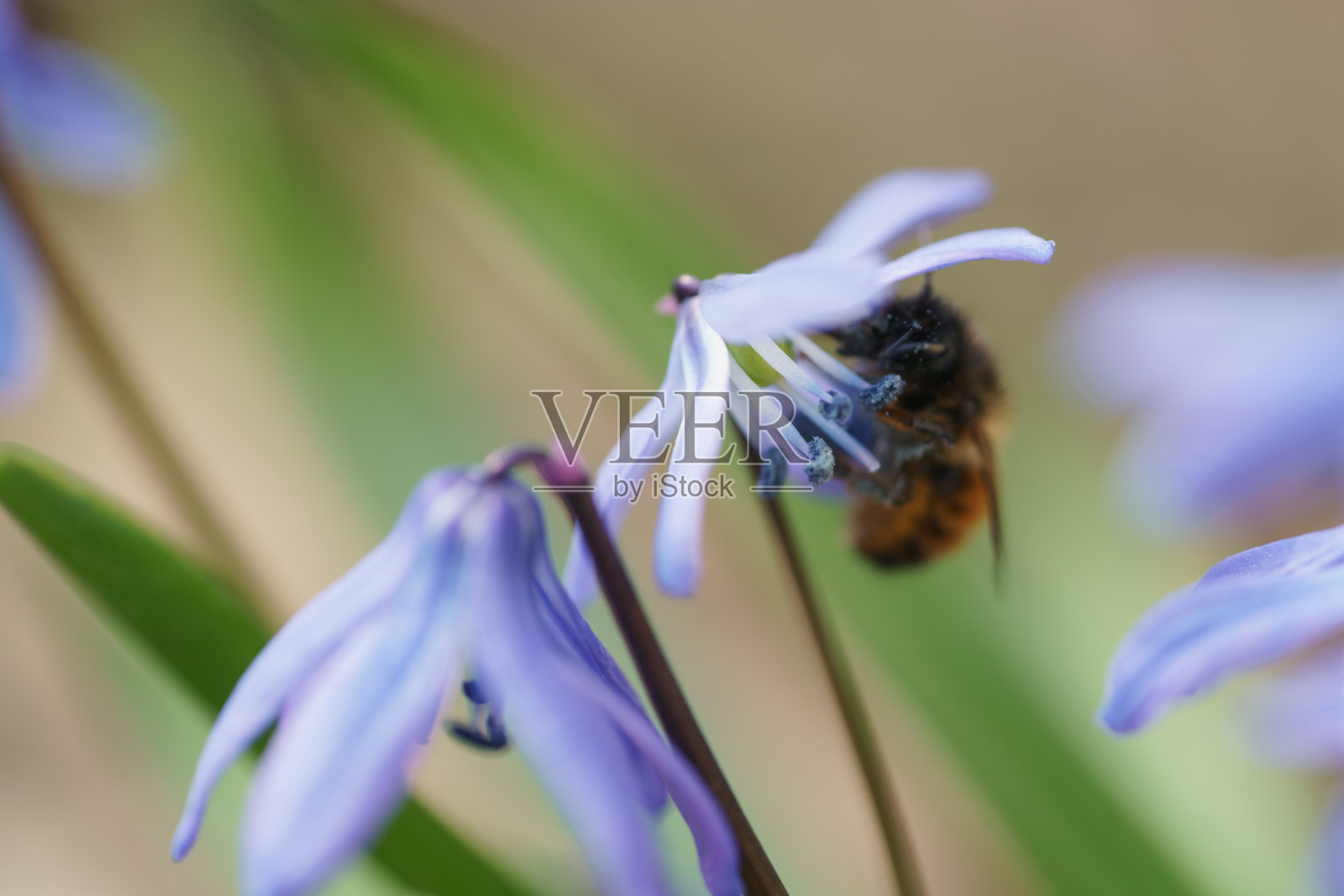 蓝色的雪花莲在阳光明媚的春日与蜜蜂照片摄影图片