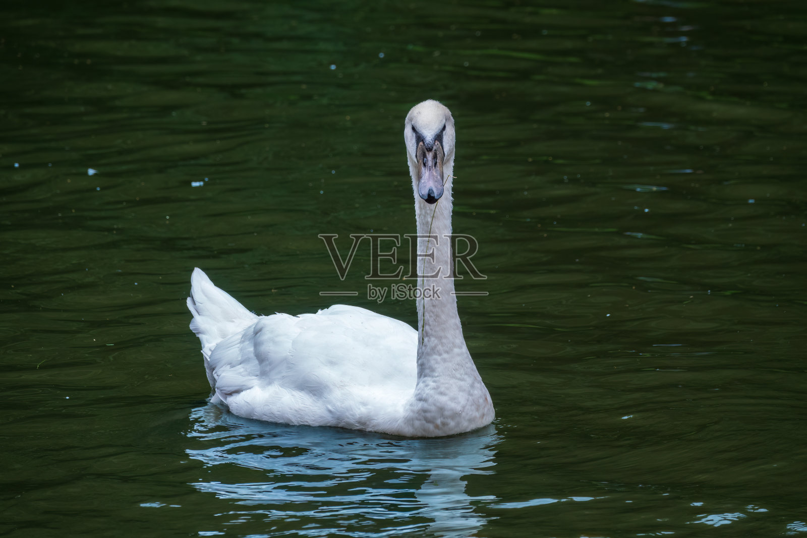 一只优雅的白天鹅在黑暗的湖面上游泳。白天鹅倒映在水中照片摄影图片
