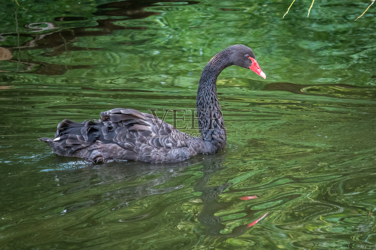 一只长着红喙的优雅的黑天鹅在墨绿色的湖面上游泳。天鹅座atratus会照片摄影图片
