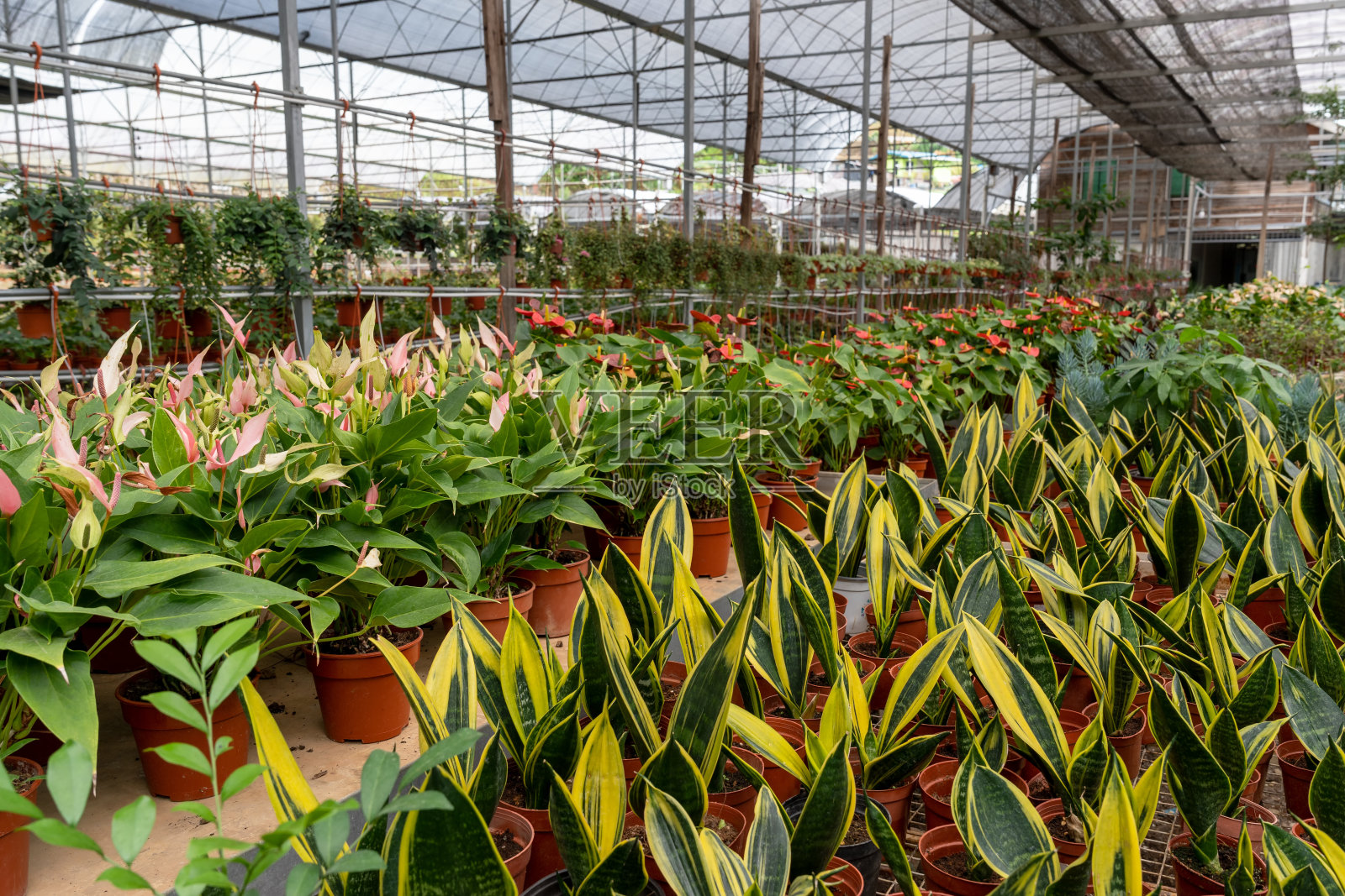 植物苗圃与蛇尾植物照片摄影图片