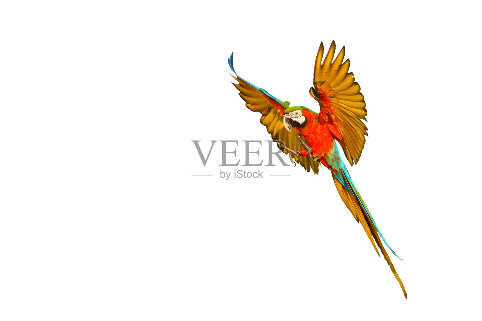 鹦鹉照片摄影图片