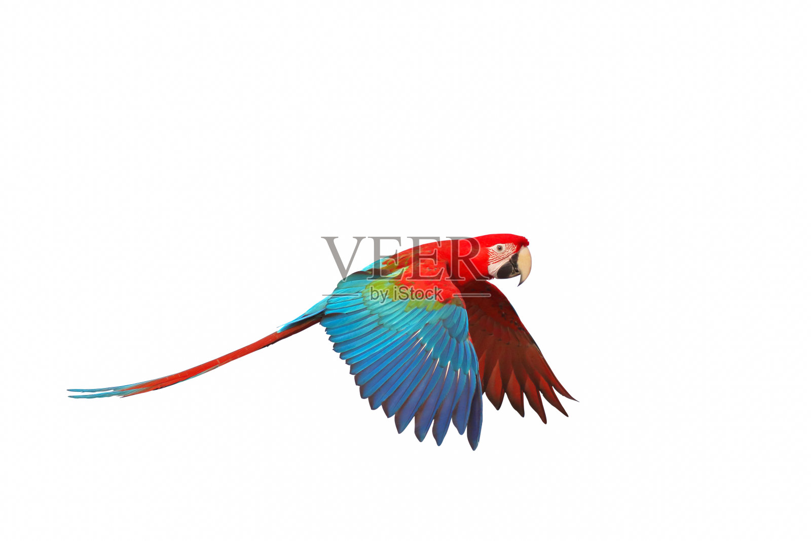 鹦鹉照片摄影图片