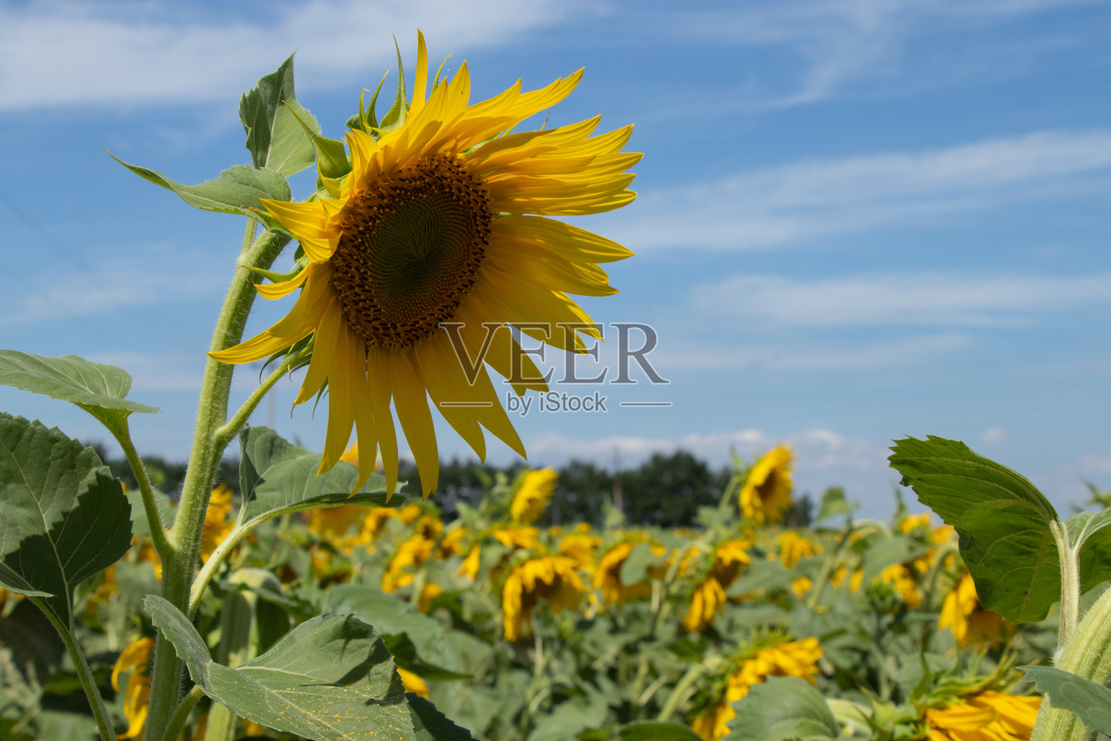 在乌克兰一个阳光明媚的日子里，一片向日葵映衬着天空照片摄影图片