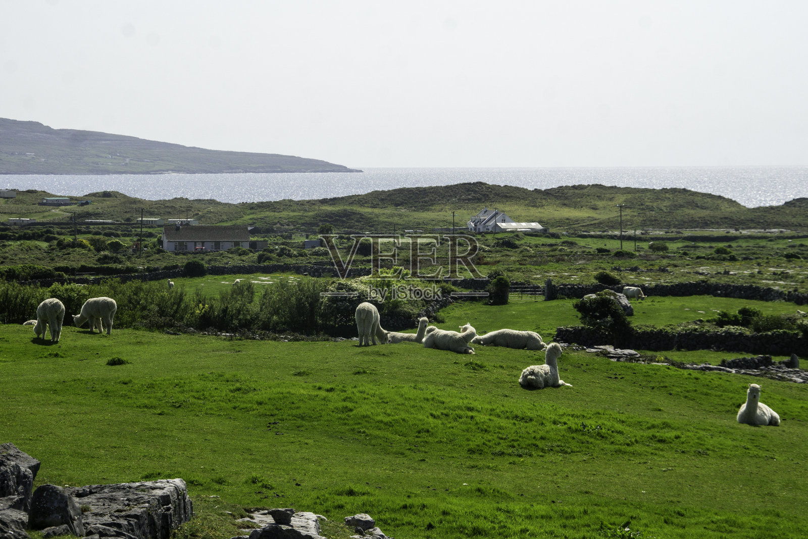 爱尔兰乡村景观中的大羊驼照片摄影图片