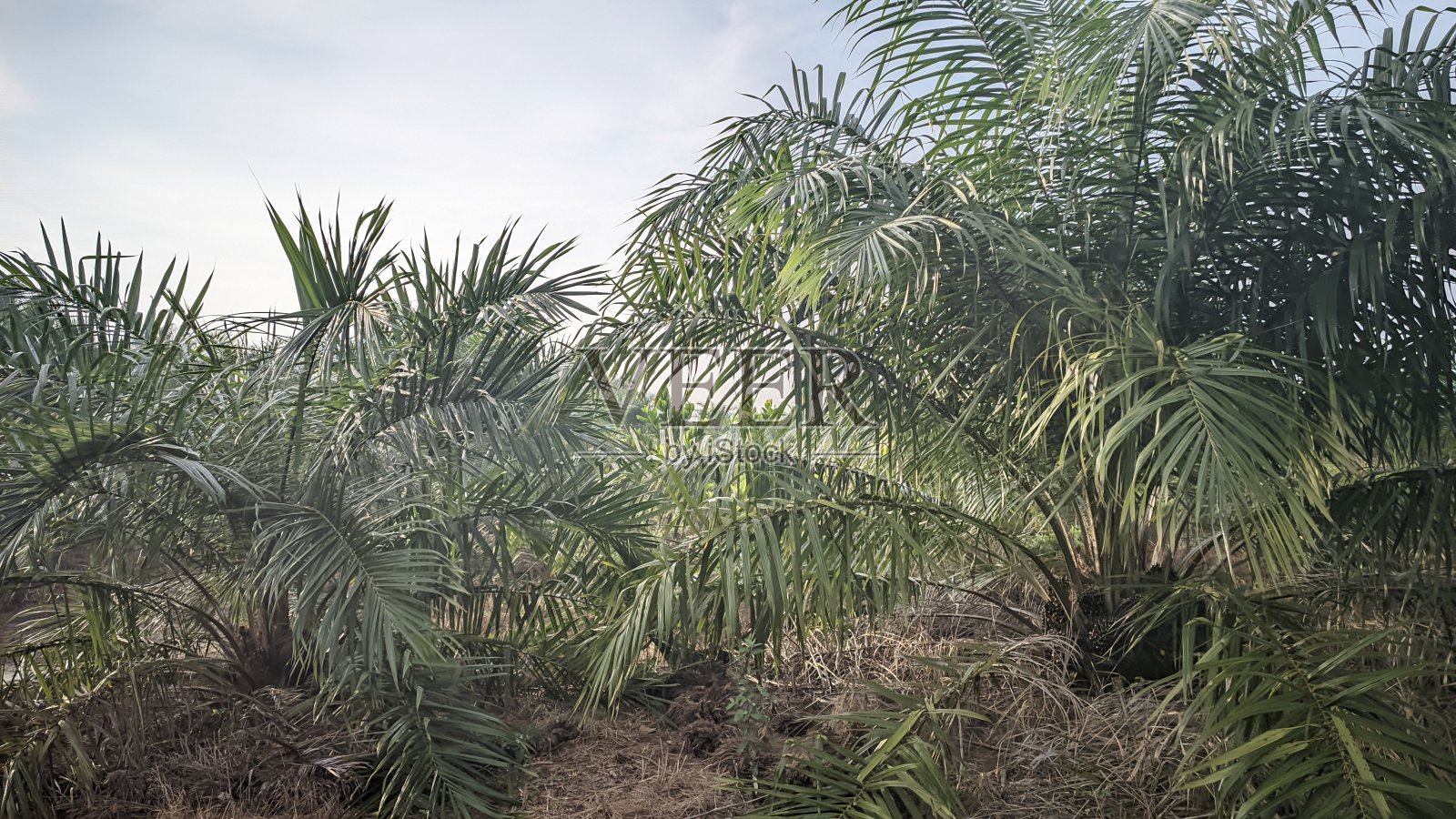 邦加勿里洞岛上的棕榈油种植园，许多排油棕树在肥沃地生长照片摄影图片