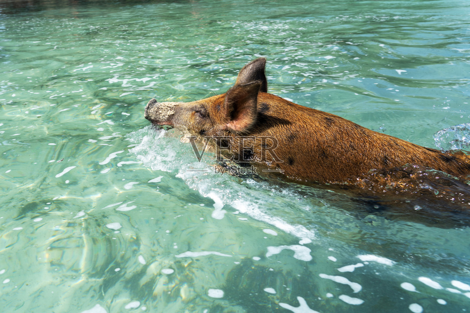 巴哈马的游泳猪照片摄影图片