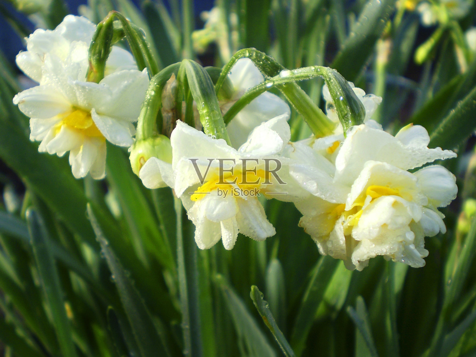 花上的雨照片摄影图片