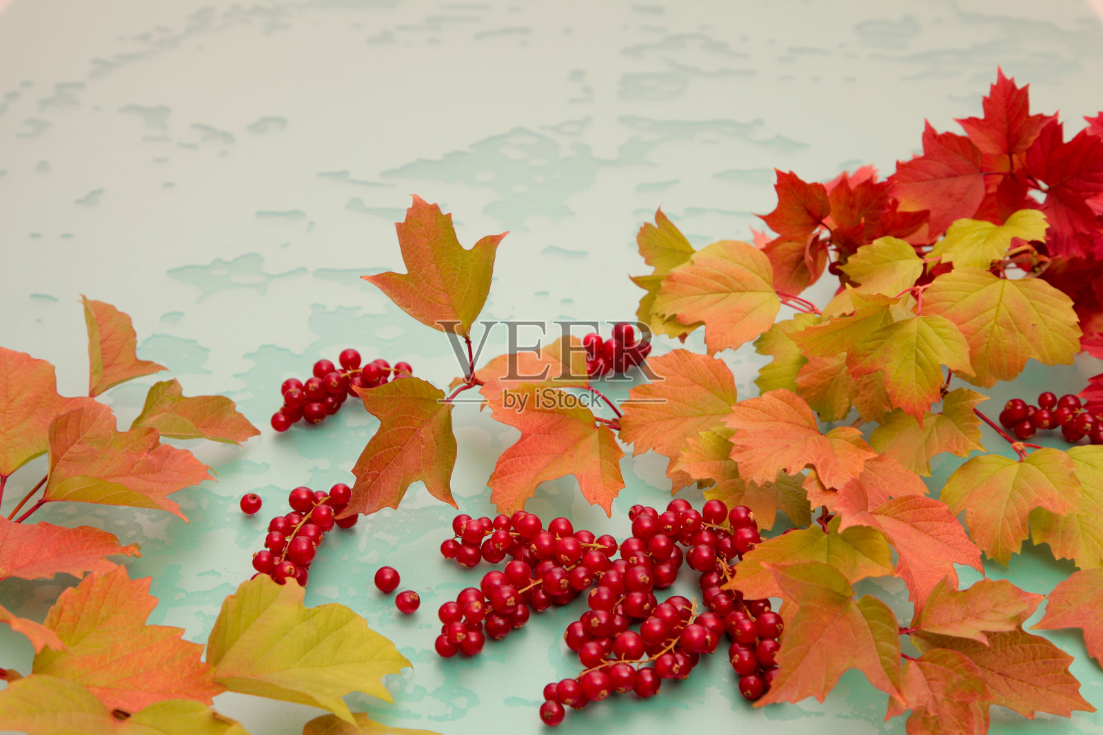 红醋栗。照片摄影图片