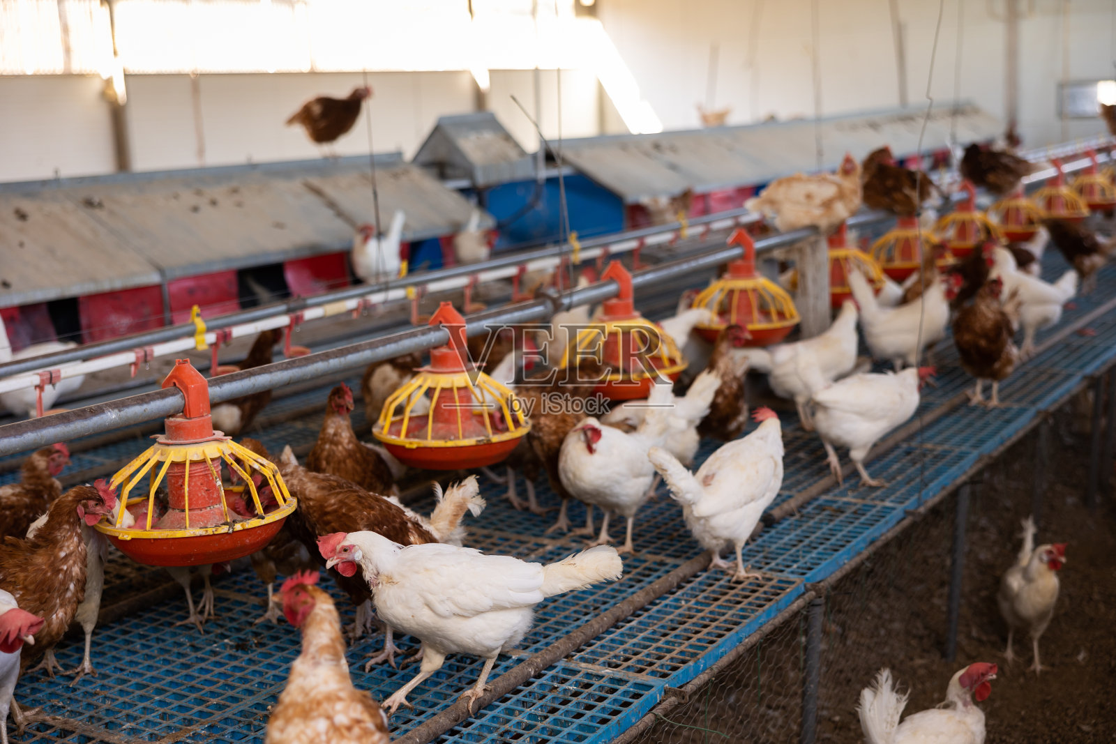 养鸡场照片摄影图片