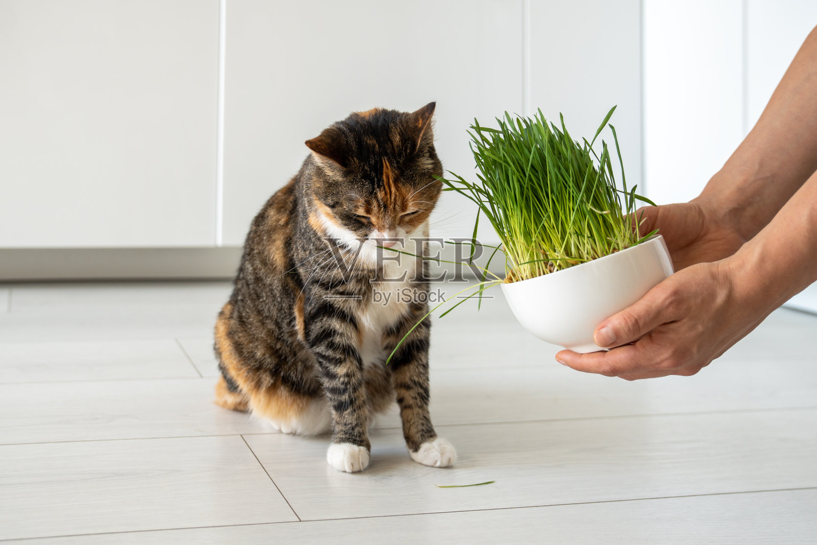 猫的天然毛球治疗。宠物主人拿着绿草发芽的燕麦种子给小猫吃照片摄影图片