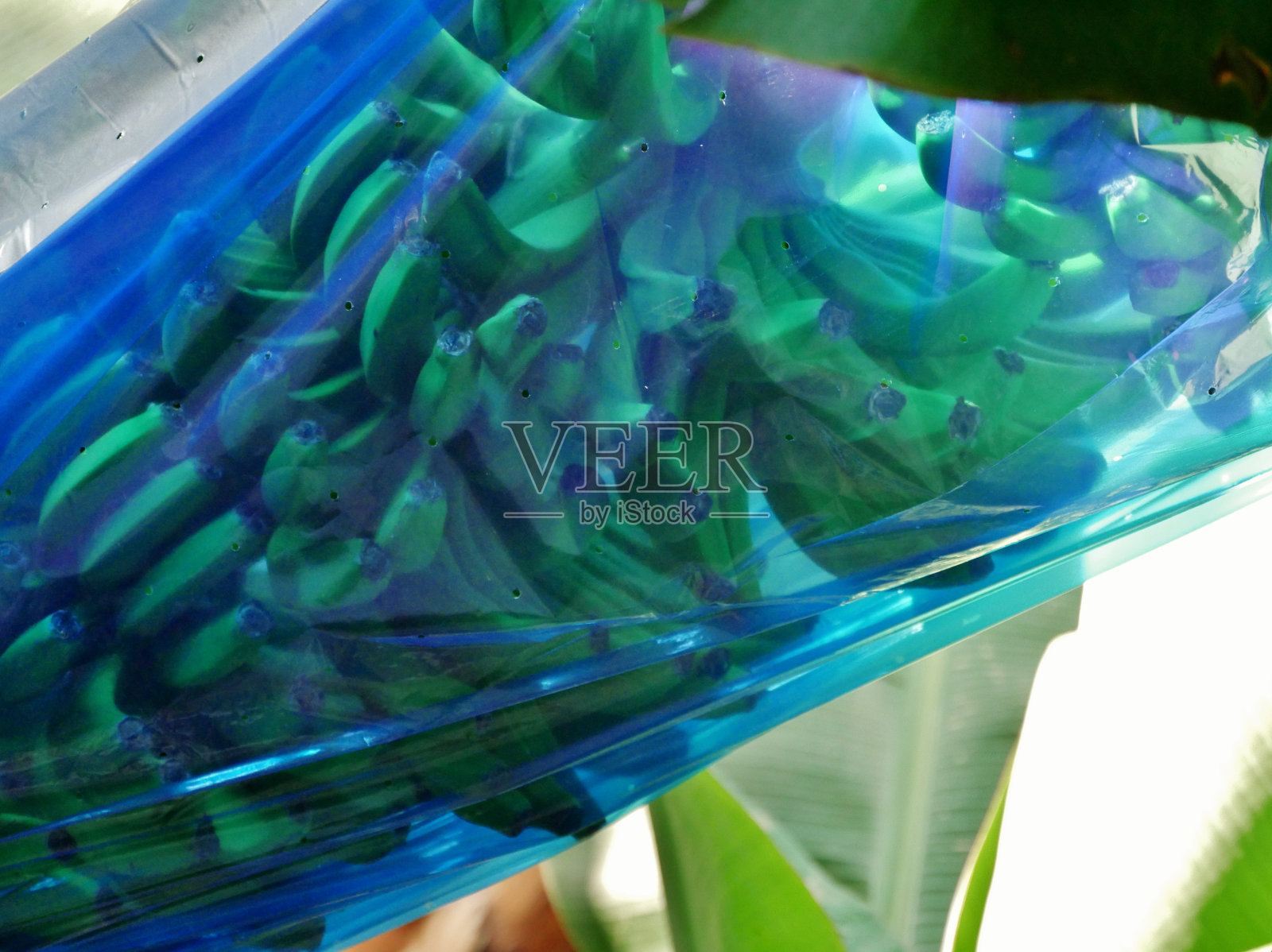 香蕉果实在一个塑料囊里照片摄影图片