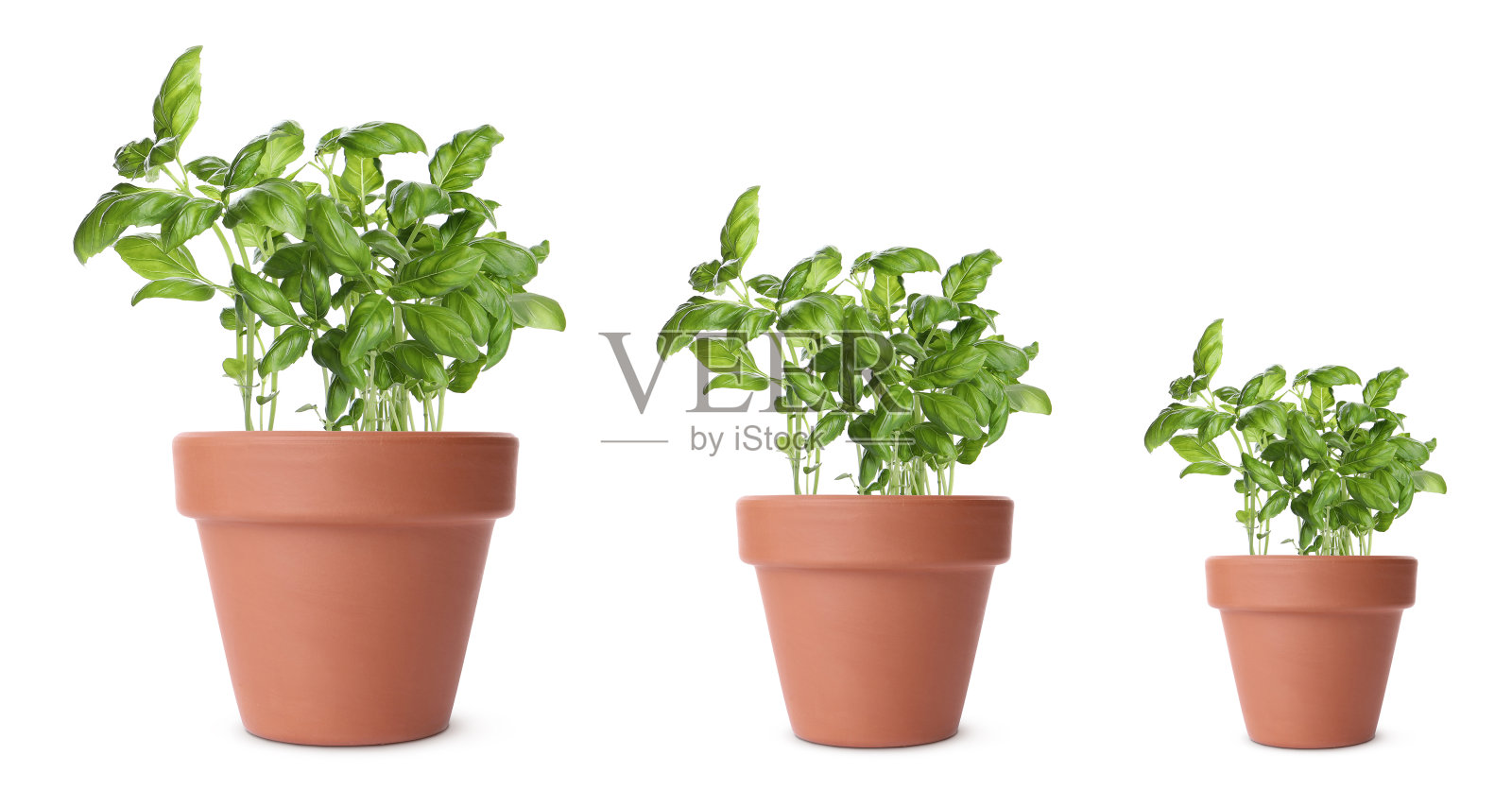 罗勒生长在白色孤立的花盆里，大小不一照片摄影图片