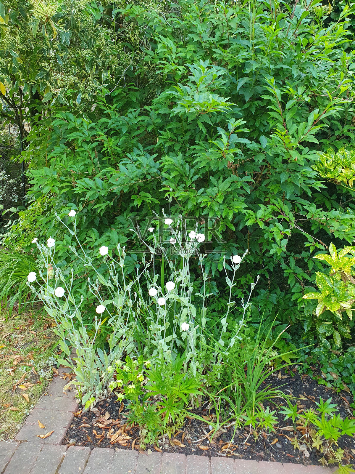 花园里的一束白花照片摄影图片