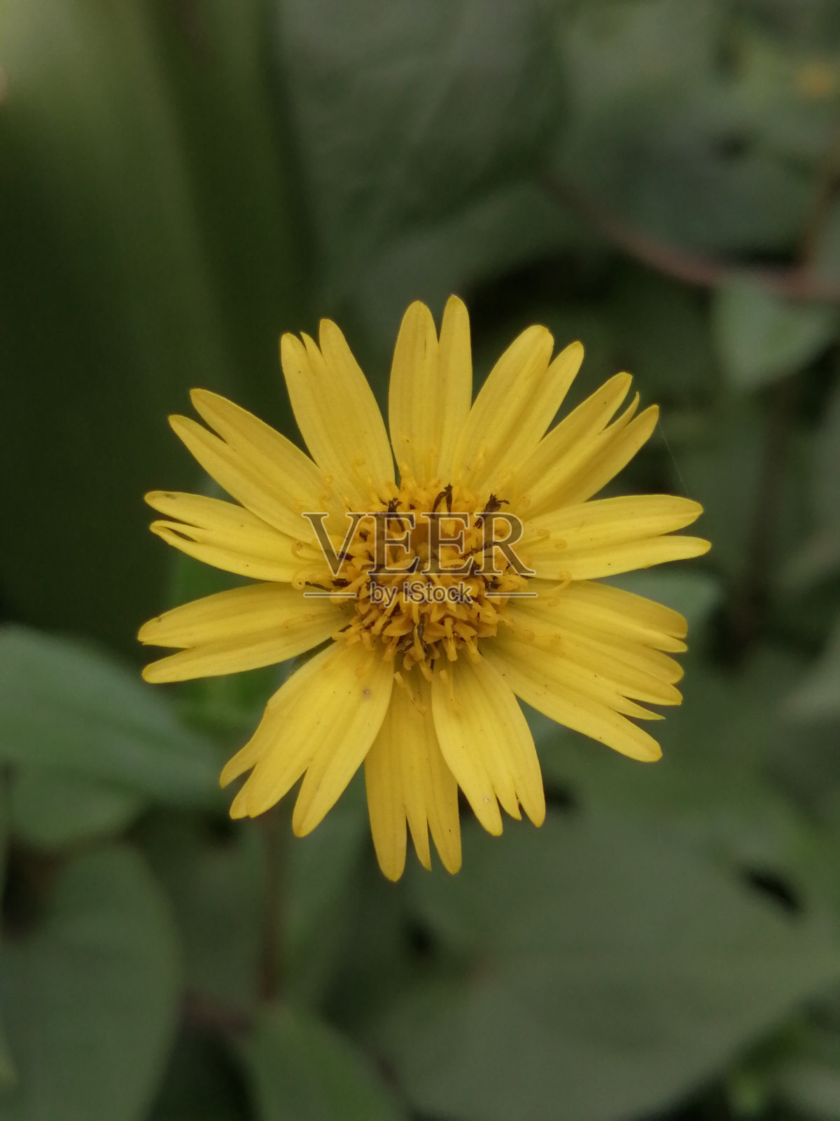 一朵小花照片摄影图片