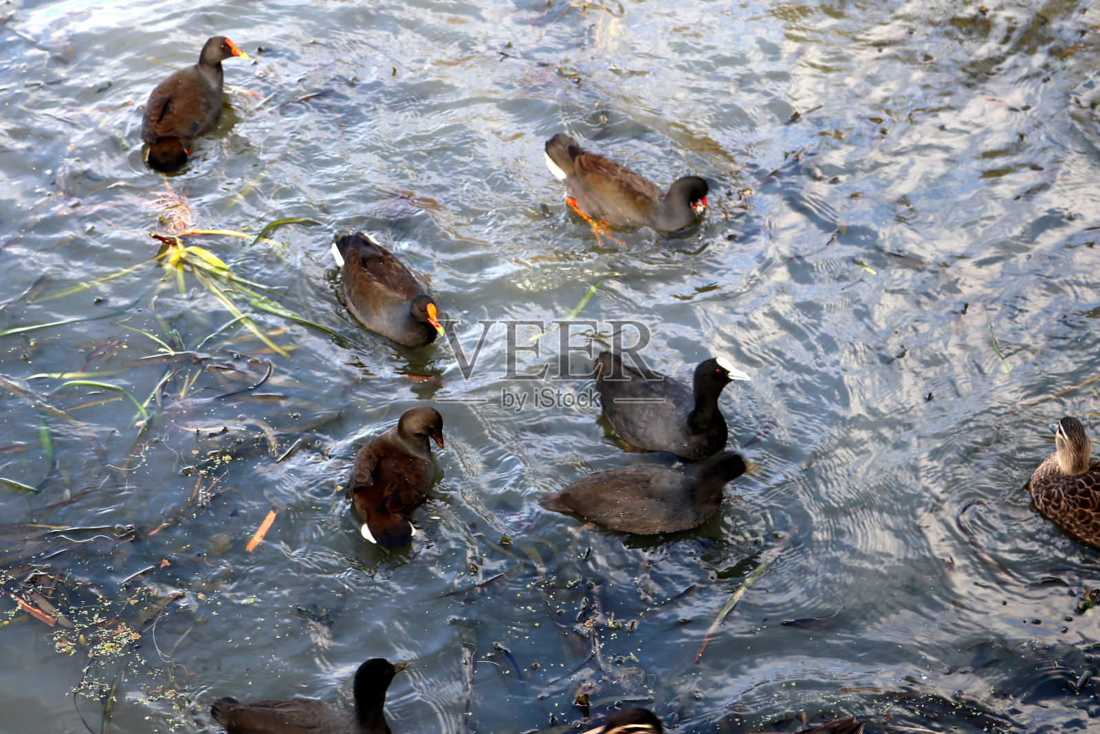 在湿地觅食的各种水鸟(图片来源:Sanjiv Shukla)照片摄影图片