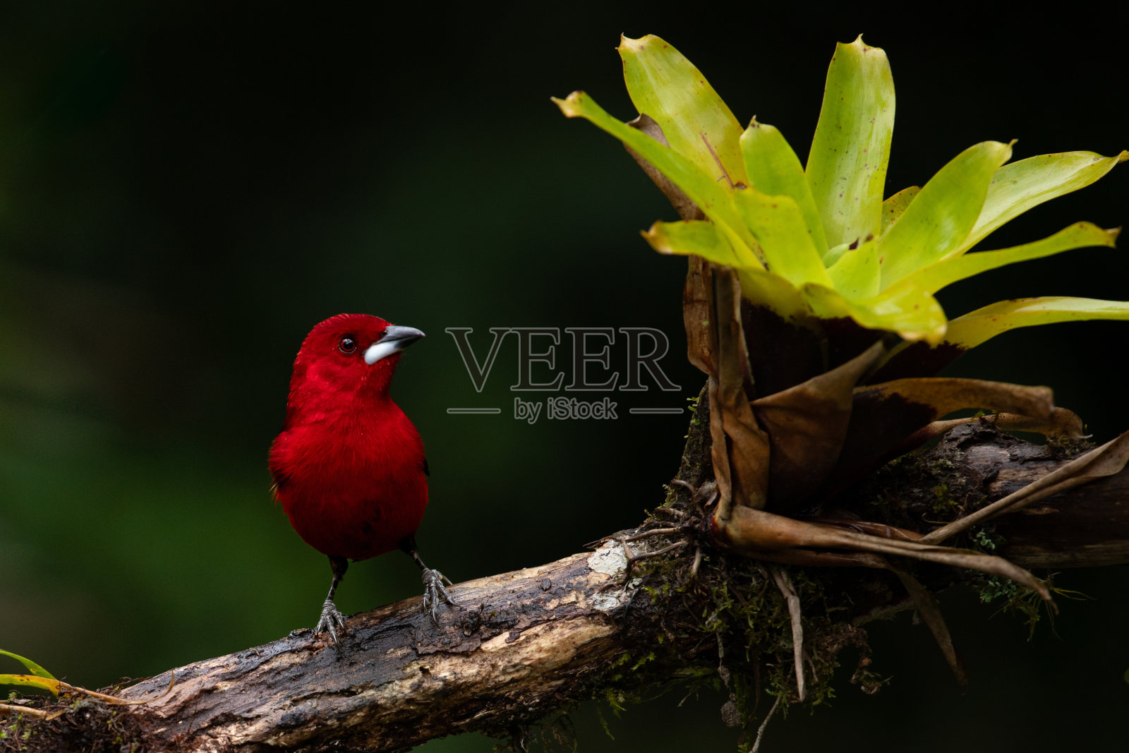 背景模糊的红鸟。照片摄影图片