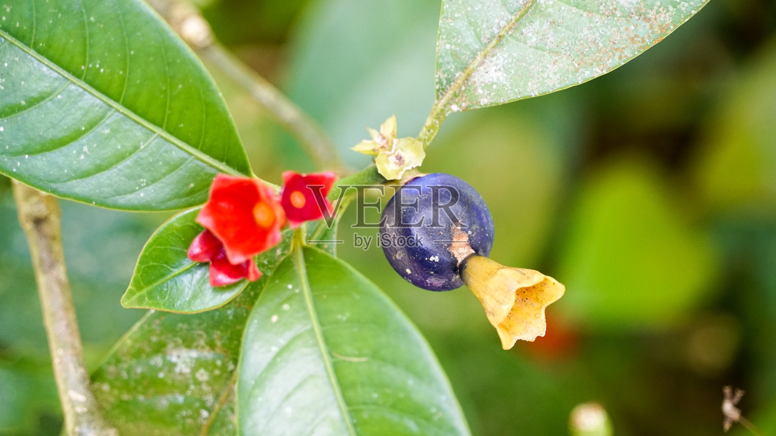 蜡的花照片摄影图片