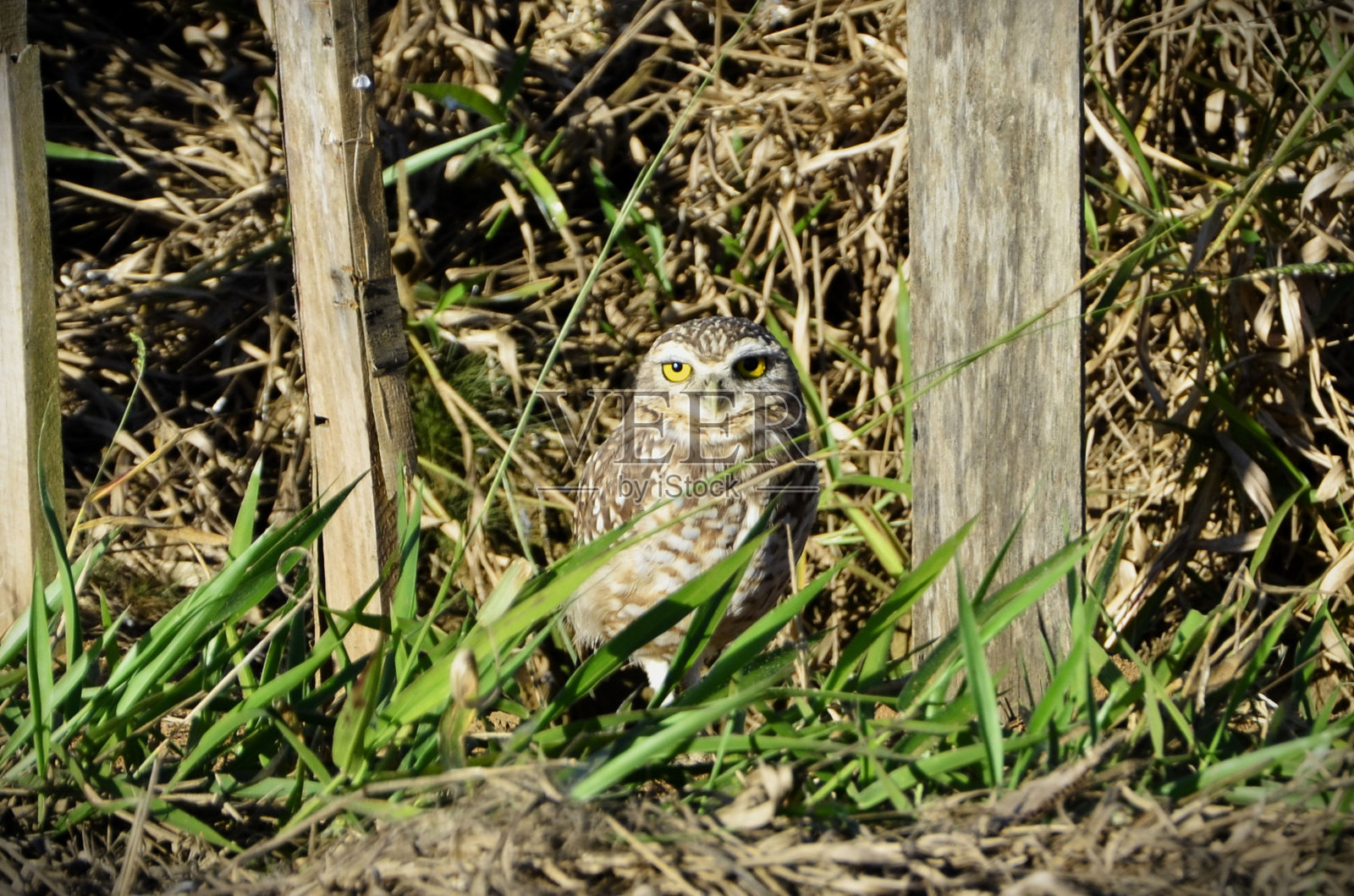 一只奇异猫头鹰站在洞口照片摄影图片