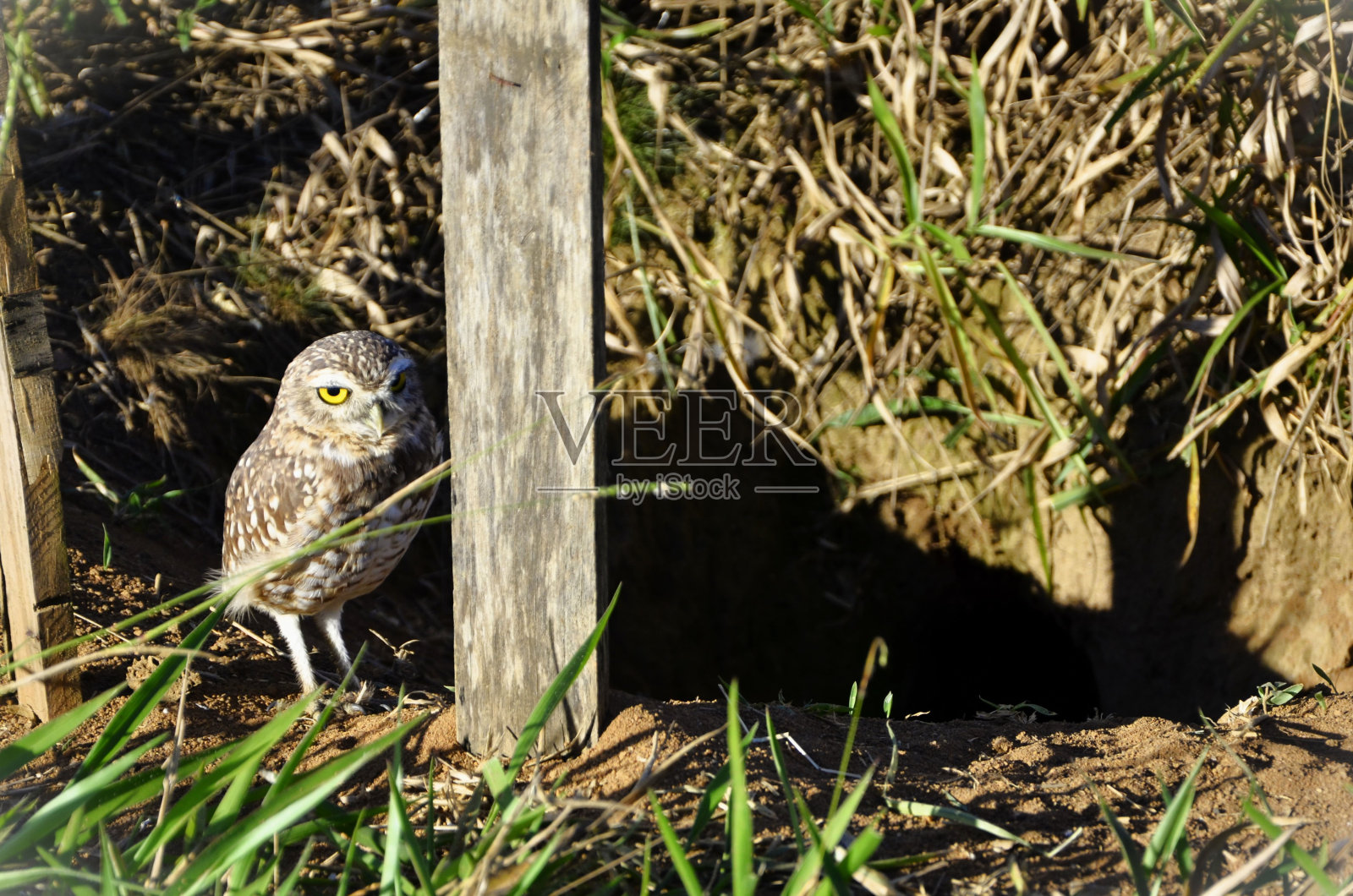猫头鹰站在地里的洞里照片摄影图片