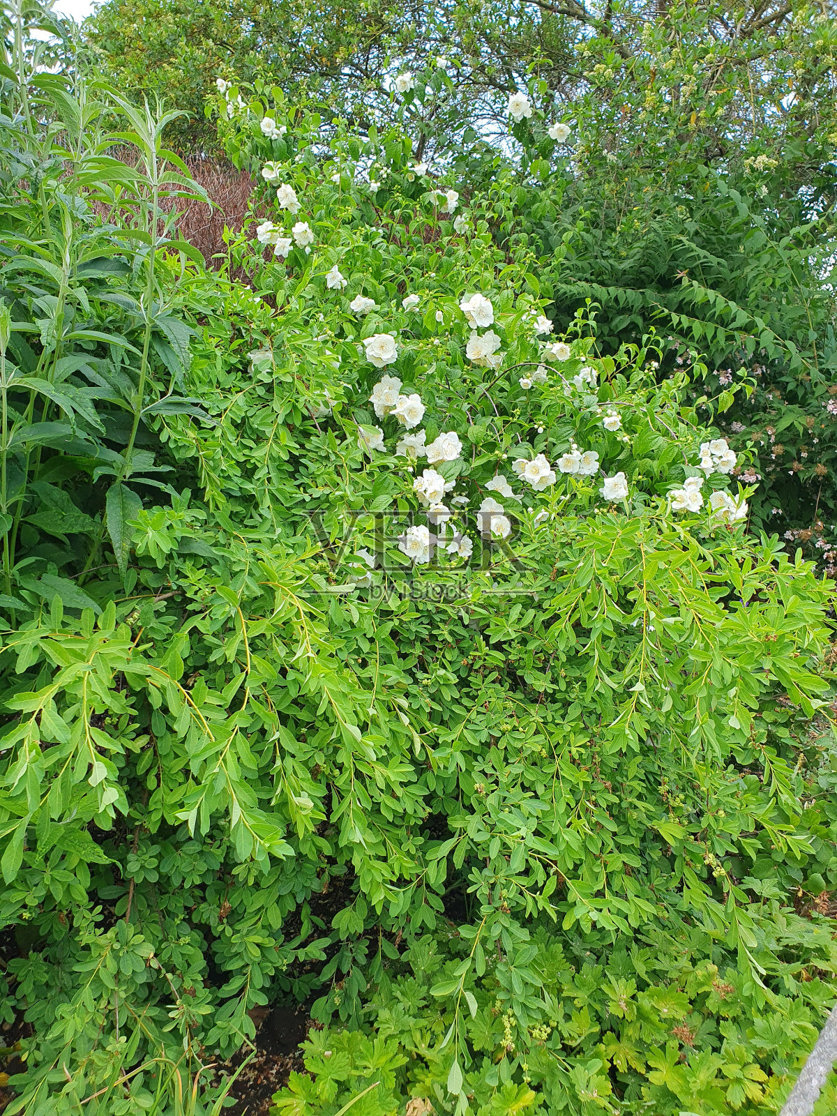 在一个历史悠久的花园里，一丛开着白花的灌木照片摄影图片
