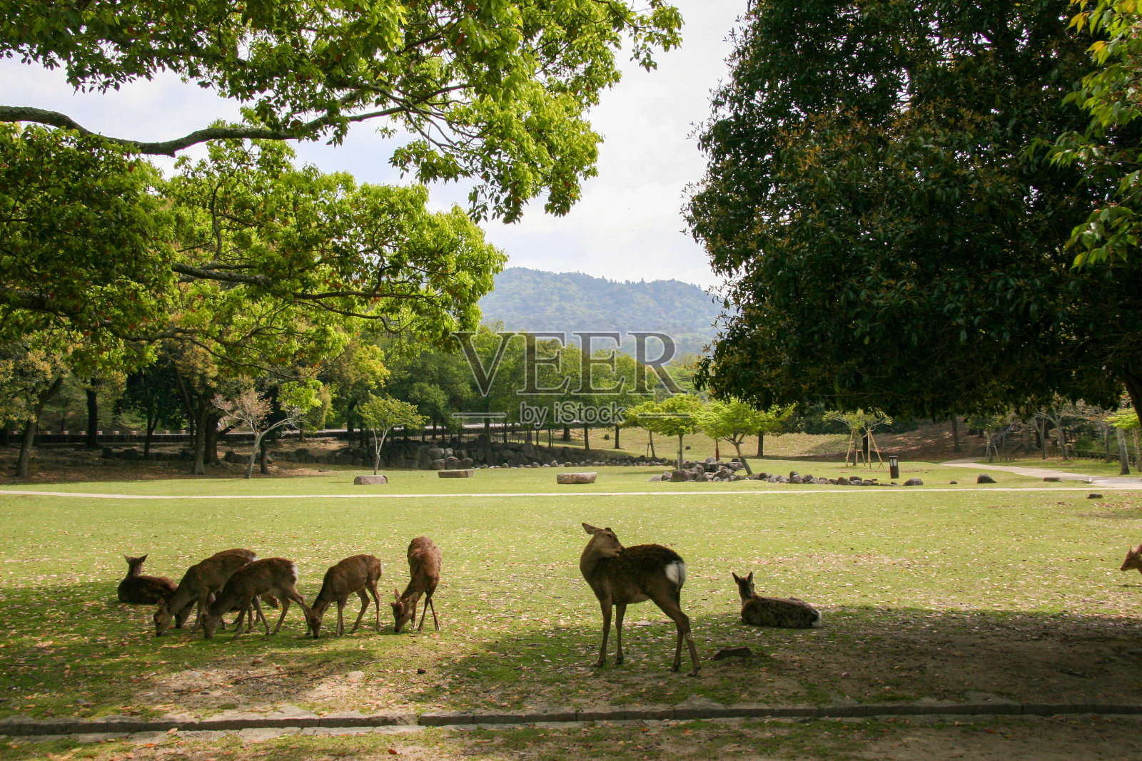 在树荫下的野鹿照片摄影图片