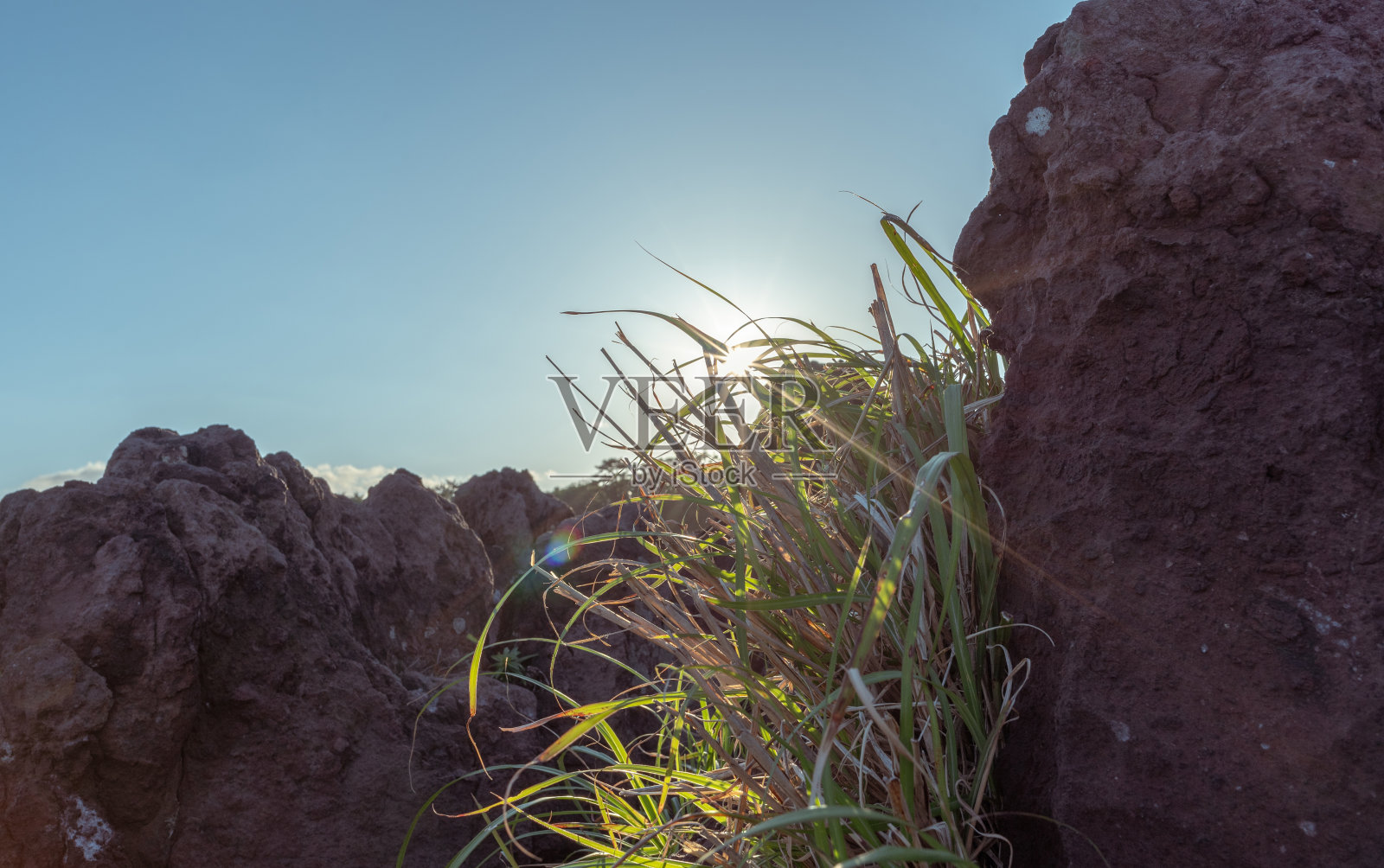 生长在岩石上的草的力量照片摄影图片