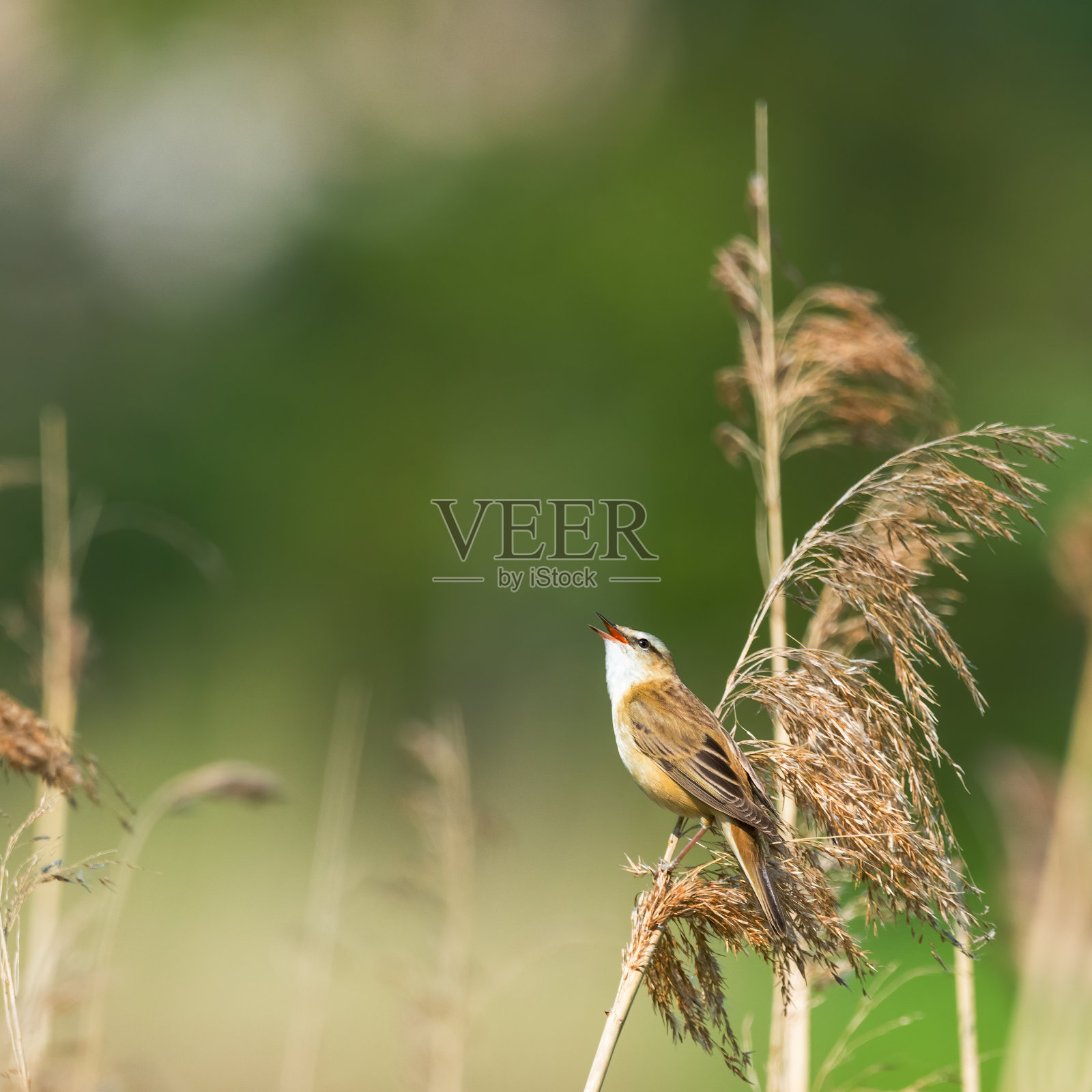 日出时在芦苇丛中鸣唱的莎草莺。春天的季节照片摄影图片