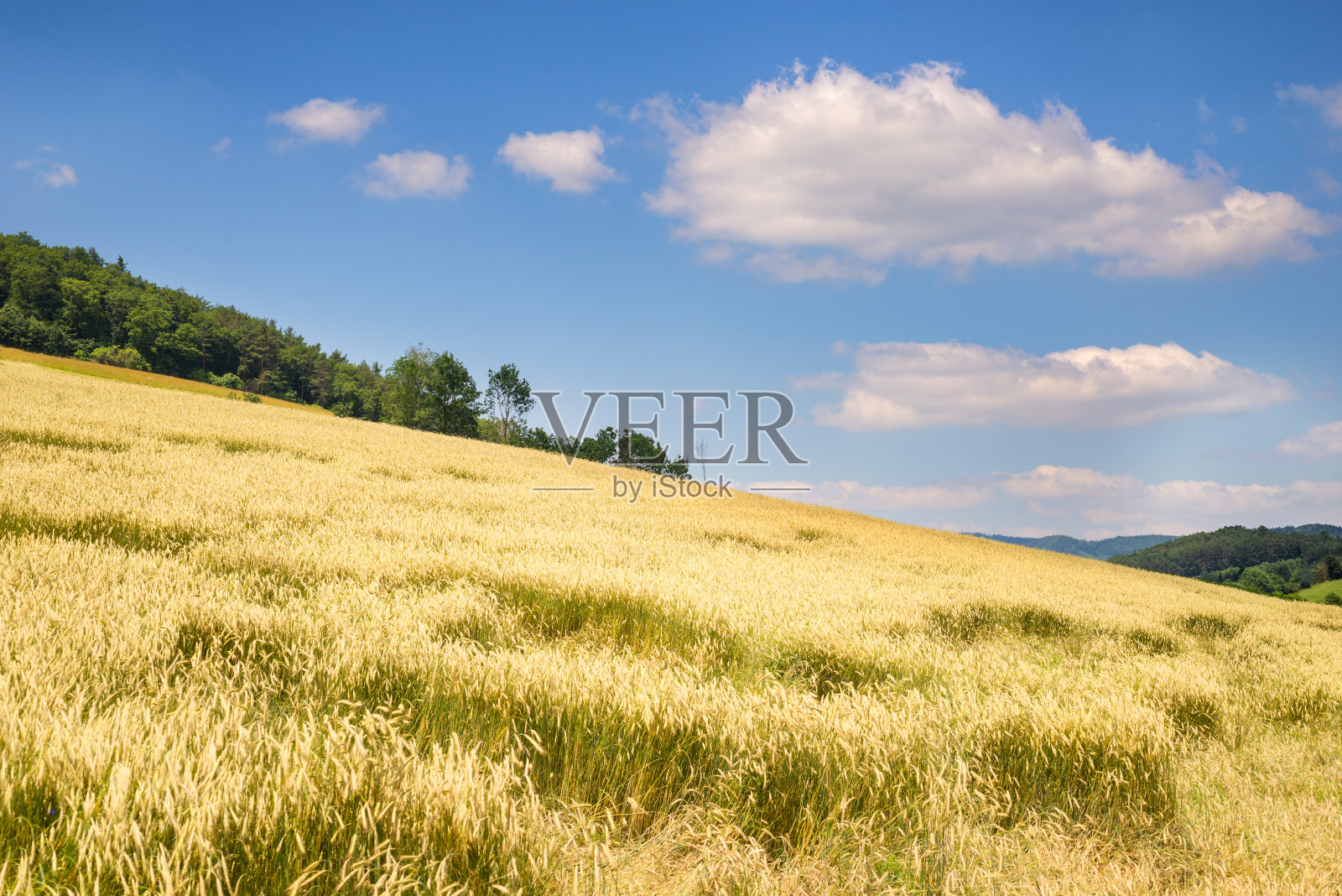 麦田和蓝天照片摄影图片