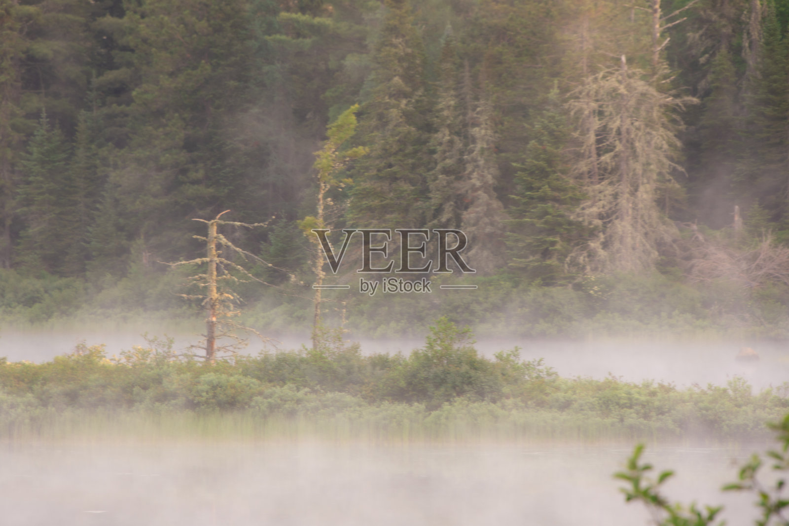 晨雾中美丽的野湖照片摄影图片