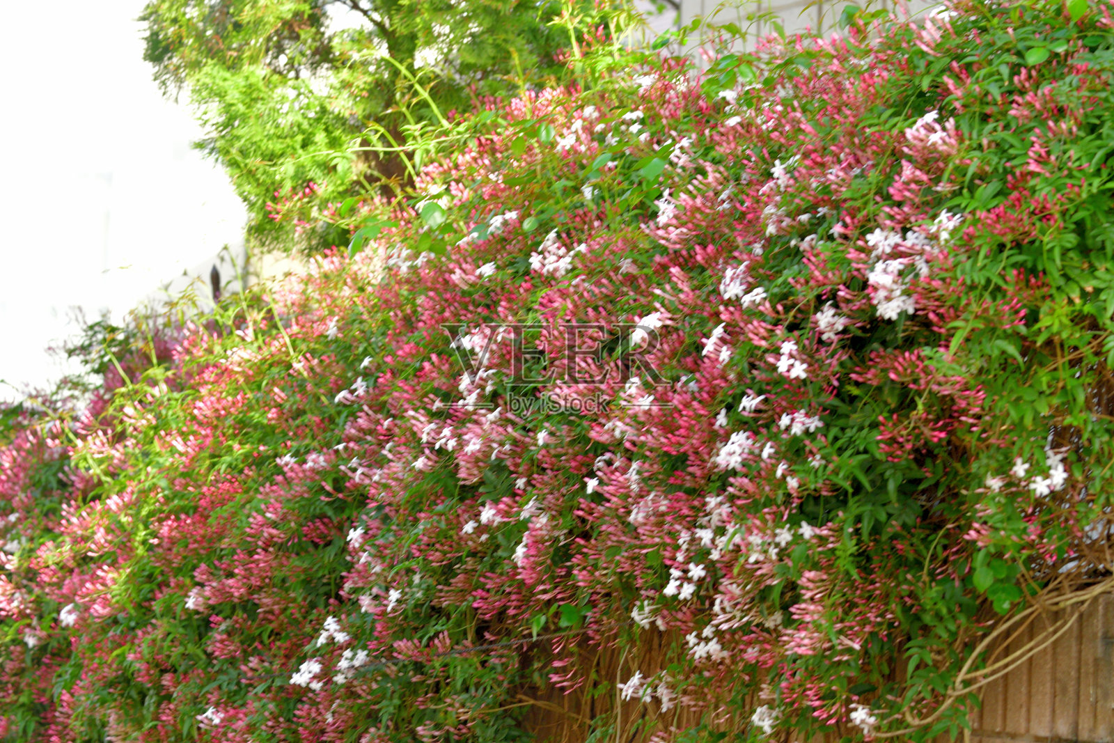 多花茉莉/粉红茉莉:生长旺盛的攀援植物，有许多星形花朵照片摄影图片
