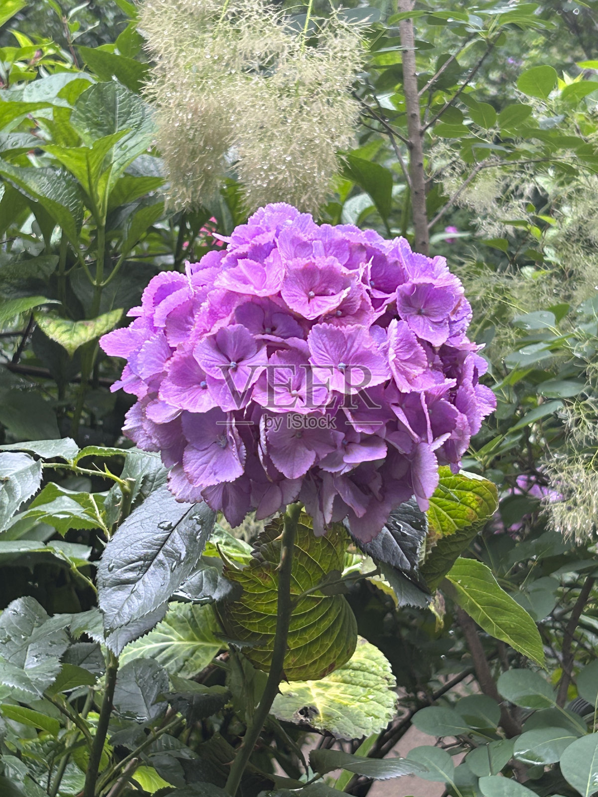 绣球花照片摄影图片