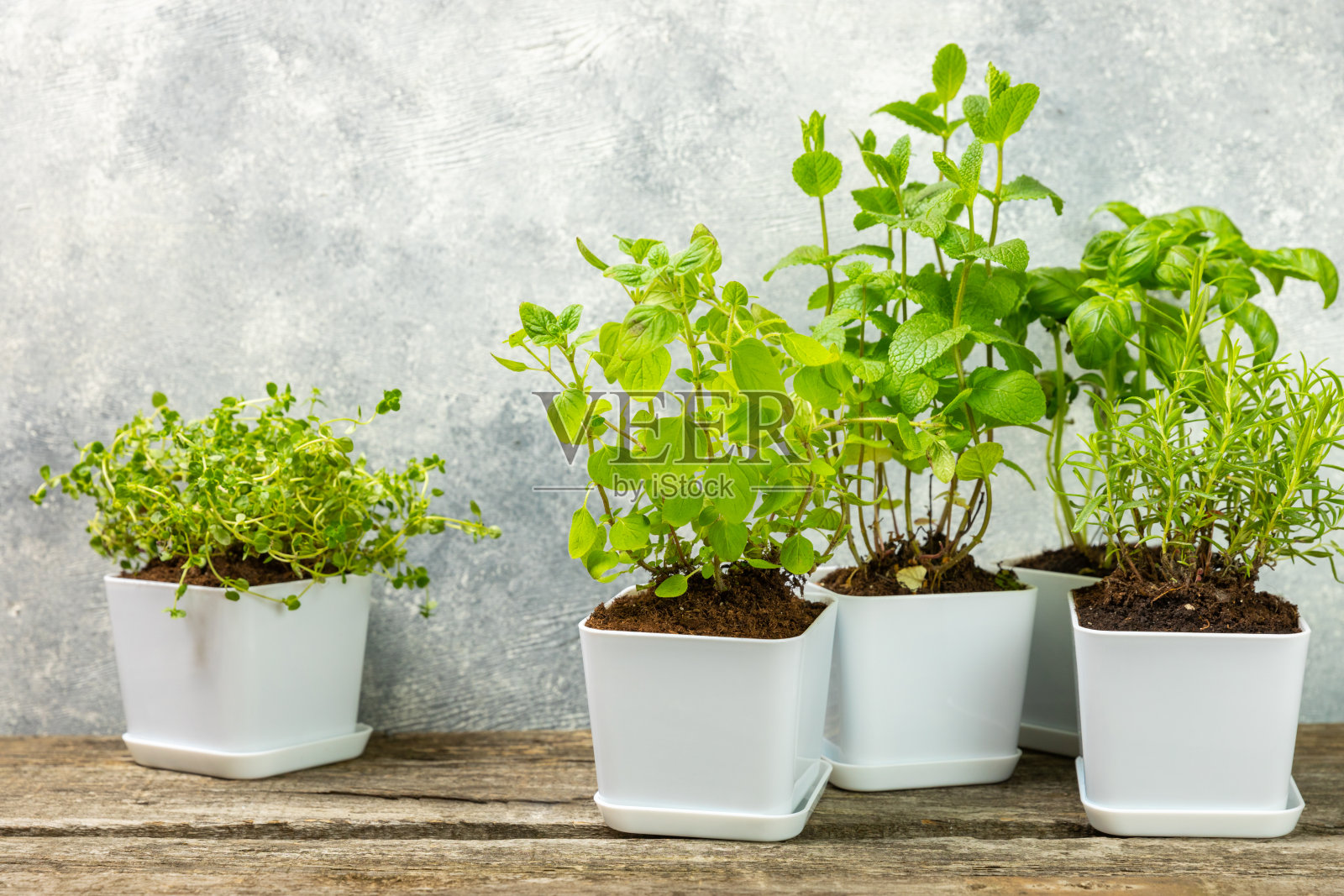 有新鲜香草的花盆。在浅色背景下，各种新鲜香草在花盆中生长。特写镜头。迷迭香，罗勒，薄荷，百里香和牛至。在锅里混合新鲜的香料，辛辣的香料。照片摄影图片