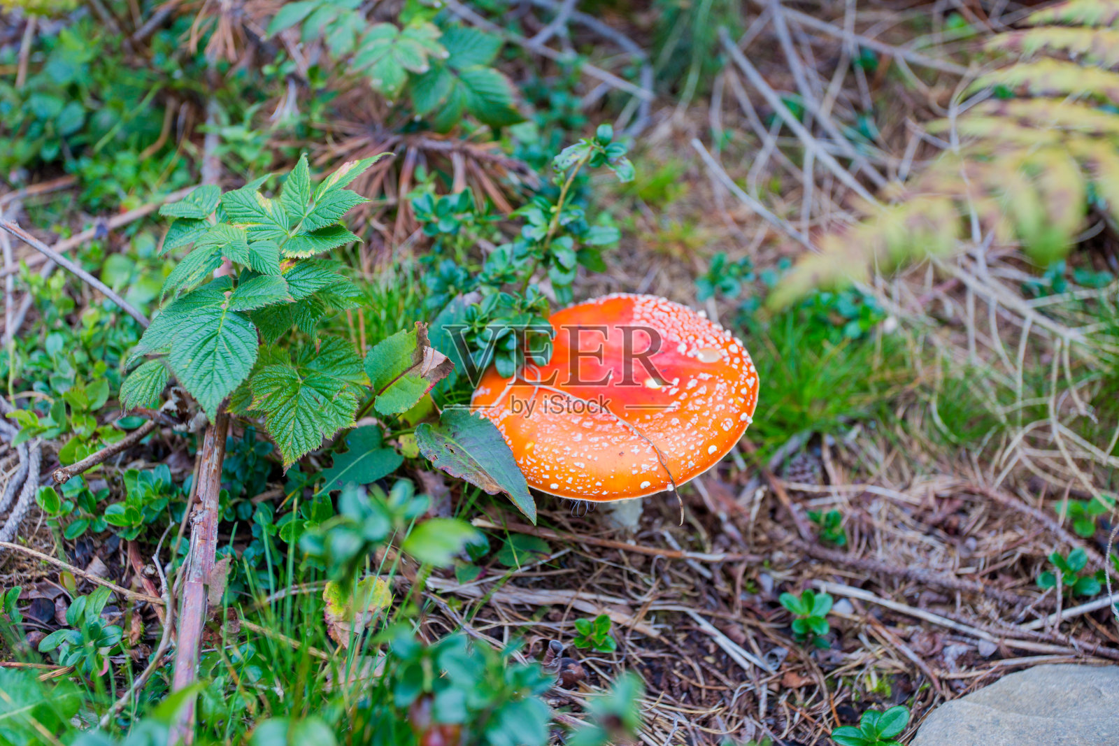 美丽明亮的蘑菇照片摄影图片