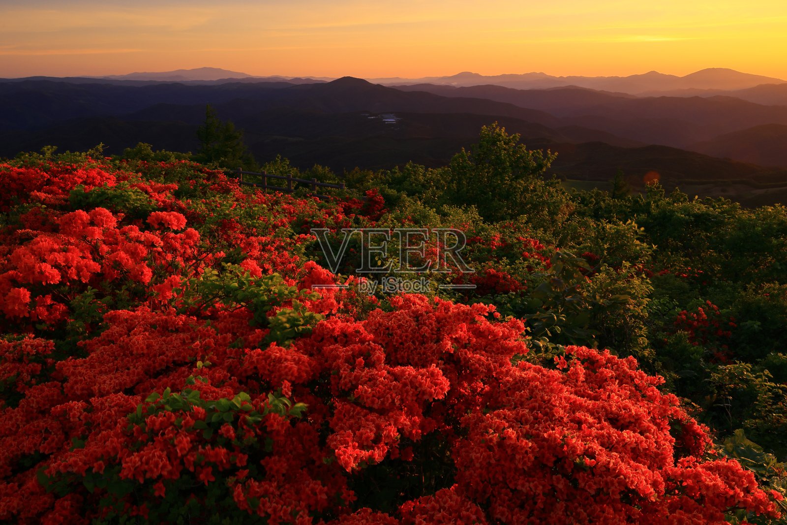 日出时盛开的杜鹃花照片摄影图片